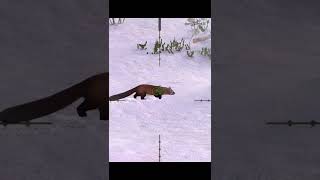 Sable  Kamchatka  hunting game  hunting clash [upl. by Lilybel]