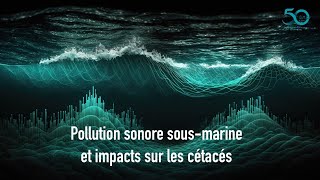 Pollution sonore sousmarine et impacts sur les cétacés [upl. by Ahsenat793]