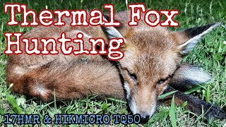 Night Hunting Foxes with Thermal  Lithgow LA101 17HMR Rifle amp HIKMICRO TQ50 [upl. by Beth827]