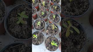 Desert Rose Seedlings Can Be Safely Transplanted after 3 Months And Secondary Roots Have Formed [upl. by Releehw707]