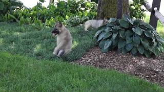 Keeshond Puppy for Sale [upl. by Rossi]