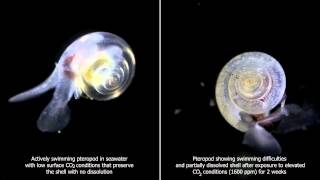 The Effects of Ocean Acidification on Pteropod Shells [upl. by Trixie]