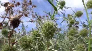 Echte kruisdistel Eryngium campestre  20160828 [upl. by Handel]