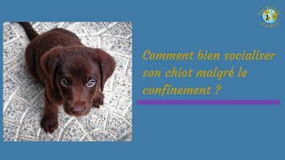 Comment bien socialiser son chien malgré le confinement [upl. by Dart]