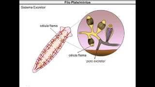 Platelmintos [upl. by Loughlin]