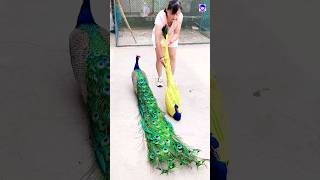 Peacock transport easy peacock shorts bdsports love song bollywood hindisong [upl. by Roice]