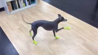 Italian Greyhounds New Boots [upl. by Nnaxor196]