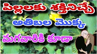 Health Benefits of Atibala Plant Leaves  visayam vinu mama visayamvinumama [upl. by Gothurd374]