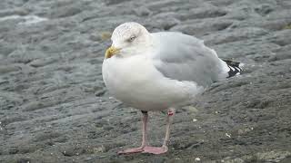 Herring Gull Larus argentatus Zilvermeeuw Maasvlakte ZH the Netherlands 13 Oct 2024 71 [upl. by Yvaht]