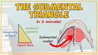 The Submental Triangle [upl. by Leerzej]