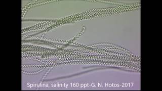 SpirulinaCyanobacteriaHypersalinityDr G Hotos Lab Greece κυανοβακτήρια [upl. by Marella]