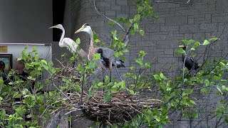 Magee Marsh Visitor Center reopens with new wildlife displays [upl. by Suoiradal]