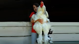 Biggest Chicken in the World [upl. by Pascasia]