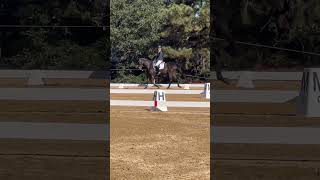 Our dressage test novice test a eventing turnitup bmecitsyourmove [upl. by Sapienza]