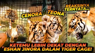 TIGER CAGE BARENG CENORA TEONA  KANDANGIN HARIMAU DIDALEM KANDANG HARIMAU [upl. by Ilatfan]