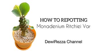 How to repotting  Euphorbia Monadenium Ritchiei Variegata  Succulent [upl. by Eelrefinnej]