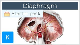 Diaphragm  Definition Function Muscle amp Anatomy  Kenhub [upl. by Arret]