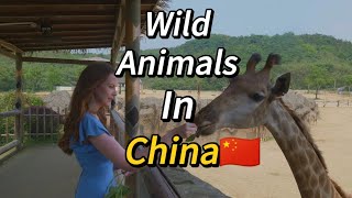 VLOG  Safari park trip in Hangzhou China🇨🇳 [upl. by Billmyre298]