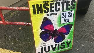 Bourse aux insectes de Juvisy  Juvisy Insect Exchange [upl. by Dalt]