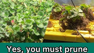 Prune indoor strawberries every year Here’s how [upl. by Elamrej]