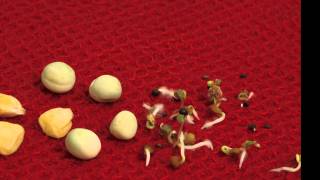 Seed germination timelapse  Maize peas and salad [upl. by Xavler]