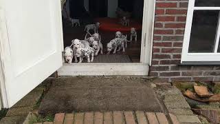 14 Dalmatian puppies first time outdoor [upl. by Onin]