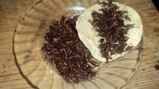 Receta de Chapulines GuisadosReceta Tipica de Oaxacalasdeliciasdelupita [upl. by Notsecnirp326]