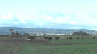 How Cows React To Tub Training in Pasture [upl. by Elleret208]