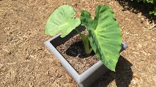 Giant Elephant Ear Growth Progress PART 2 [upl. by Fatimah]