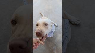 LABRADOR RETRIEVER PUPPY TRIES PORK CHOP BONE youtubeshorts shorts [upl. by Nylevol]