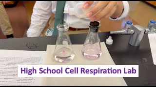 Cell Respiration Biology Lab [upl. by Giguere]