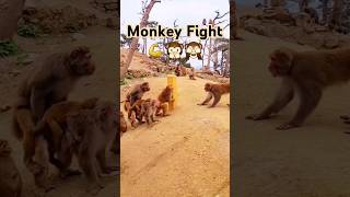 Monkeys fighting each other shorts short shortvideo trending funny animals viralvideo monkey [upl. by Eleik147]