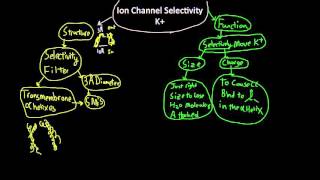 K ion channel selectivity [upl. by Eihpos741]