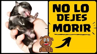 🛑Perros RECIEN NACIDOS ⏩ Aprende  5  SECRETOS para EVITAR MUERTES en Perros RECIEN Nacidos [upl. by Platus]