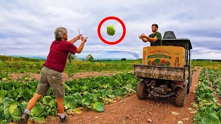 Helping Dad Harvest Cabbage [upl. by Lleda]