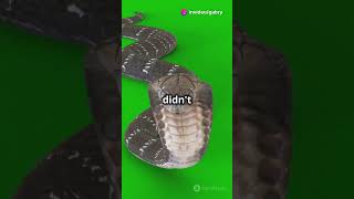 10 Mind Blowing Snake Facts You Didnt Know shorts [upl. by Aicened]