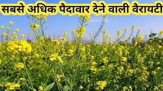 AHBJ 7044 Mustard Variety।। Hyvej Mustard AHBJ 7044।। Sarso ki Kheti।। [upl. by Dierolf]