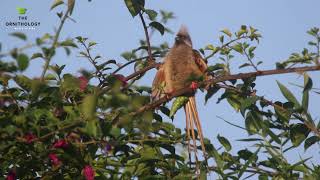 Speckled mousebird  Colius striatus  Birds of Africa [upl. by Allicerp]