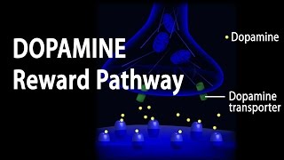 Neuroscience Basics Dopamine Reward Pathway Animation [upl. by Nnarual]