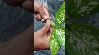 How to propagate Aglaonema plant shots gardening [upl. by Aisenat468]