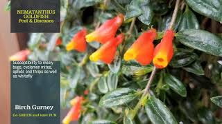 Nematanthus  Nematanthus Tips amp Tricks  Nematanthus Care  Nematanthus Plant  Goldfish Plant [upl. by Artcele908]