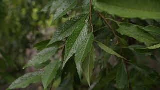 Prunus subhirtella ‘Pendula’ or ‘Autumnalis’  Higan Cherry [upl. by Nuahsyar]