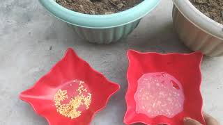 how to grow chilli and tomato seedsand then tomato seeds update [upl. by Ajet]