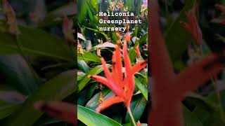 Heliconia outdoor plant Available at Greenplanet’s nursery at Thrissur plants indoorsplants [upl. by Assille381]