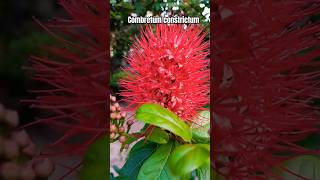 Combretum constrictum garden plants gardeningtips planting support nicevedio shortsvideo [upl. by Mit590]