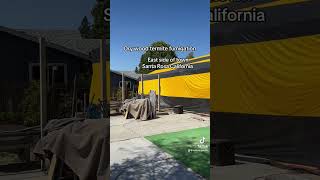 Termite fumigation in Santa Rosa California termites fumigation pestcontrol santarosa 🏠 🎪🪲☠️ [upl. by Aubarta857]