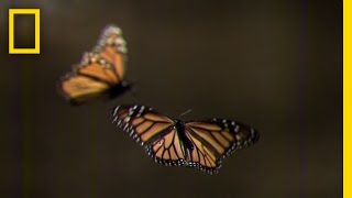 How to Create Your Own Monarch Butterfly Rest Stop  National Geographic [upl. by Julian]