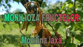 Monilioza fructelor Monilinia laxa Metode de combatere a ciupercii Livada Bio VALEXi TV e 40 [upl. by Triley]