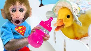 Monkey Baby Bon Bon takes the duckling to toilet and eats watermelon with the puppy so yummy [upl. by Ursi]