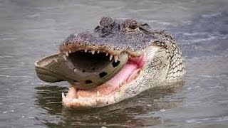 RAW FOOTAGE ALLIGATOR EATS BABY WARNING GRAPHIC IN NATURE [upl. by Flossi67]